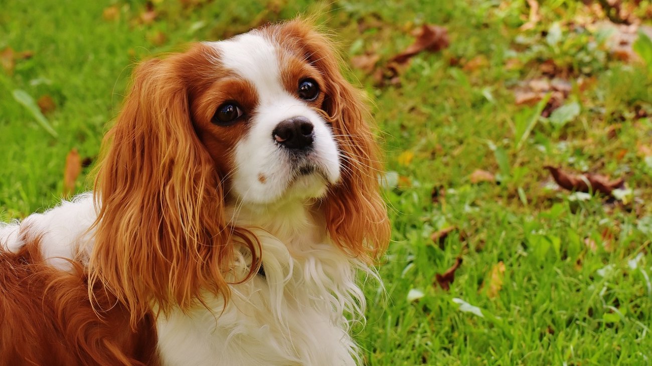 dog-1611026_1280
