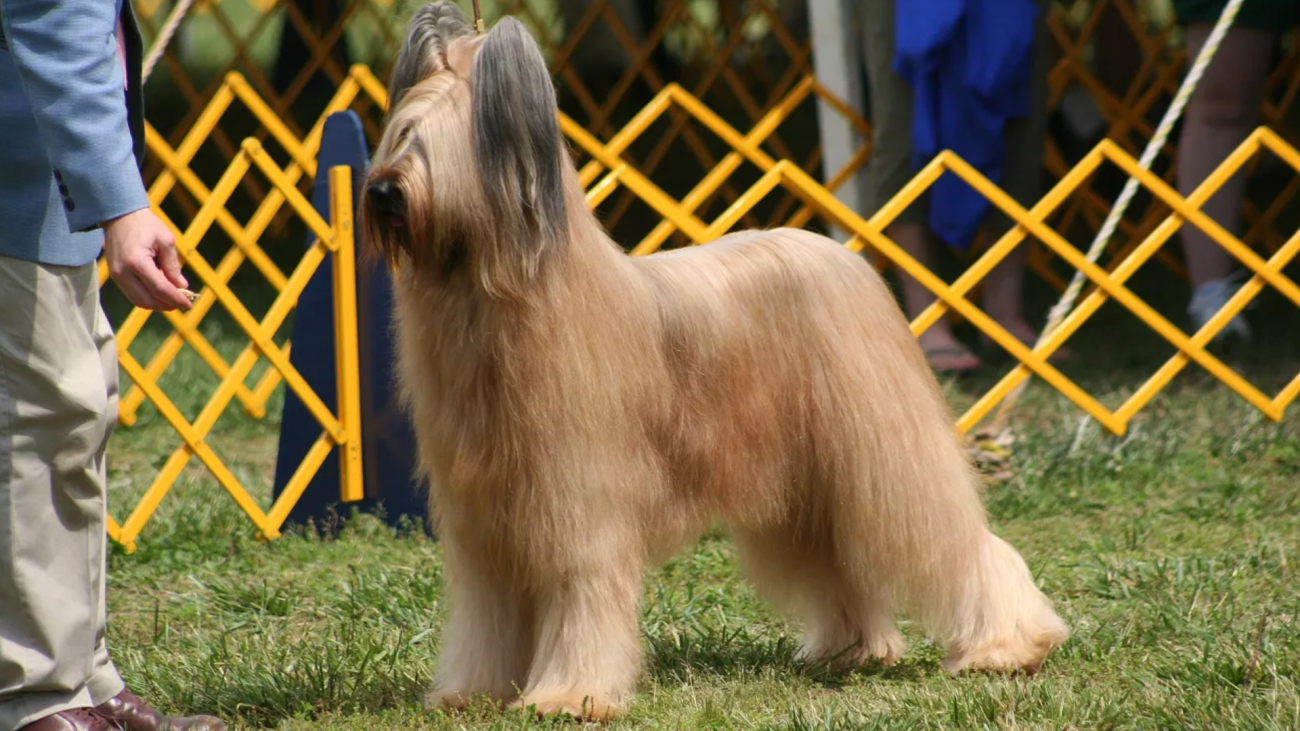 Briard_Dog Show_Artictle